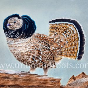 ruffed grouse in watercolor
