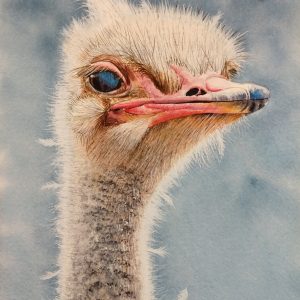 ostrich in watercolor