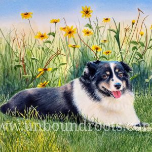 australian shepherd in watercolor